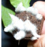 Great White Premium Micorrhizae микориза 1 унция / 28 грамм
